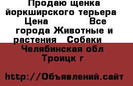 Продаю щенка йоркширского терьера  › Цена ­ 20 000 - Все города Животные и растения » Собаки   . Челябинская обл.,Троицк г.